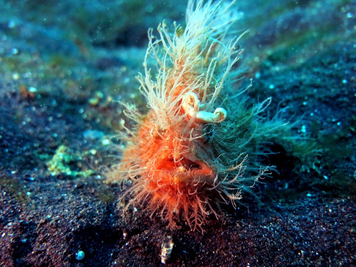 Hairy frogfish menggunakan esca sebagai umpan untuk menarik mangsa