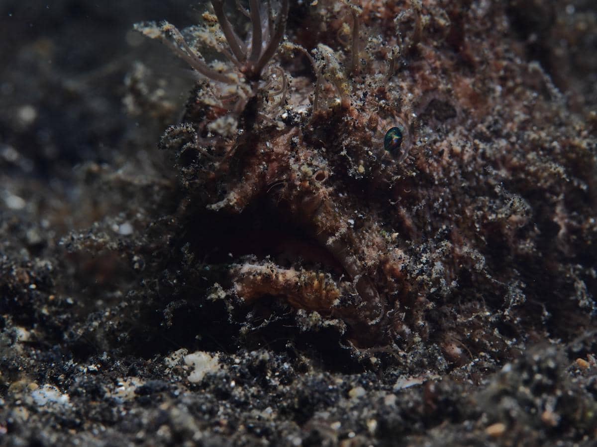 Hairy frogfish yang berkamuflase di ekosistem perairan hangat