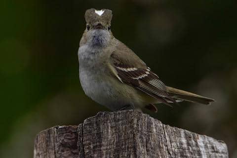 White-crested Elaenia memiliki jambul berwarna putih