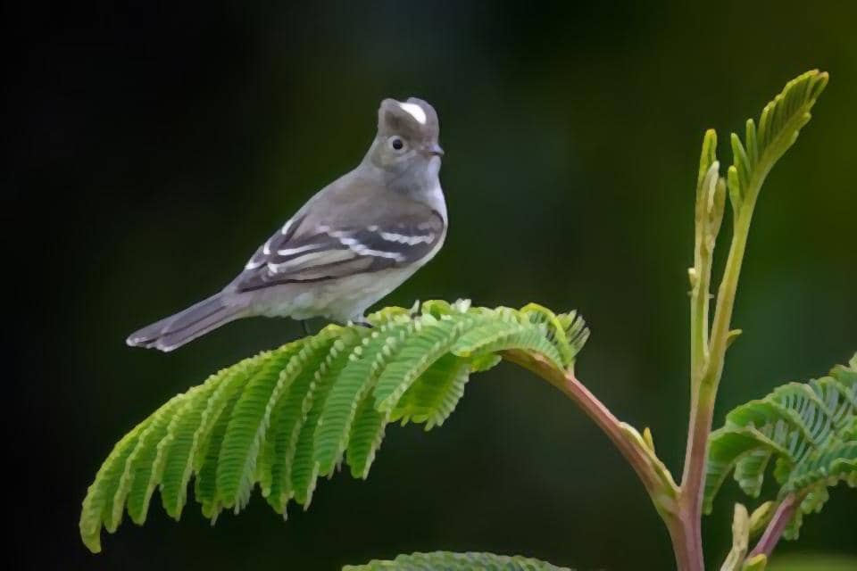 5 Fakta White Crested Elaenia, si Kecil yang Hobi Migrasi Jauh