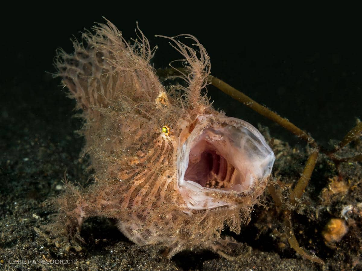 Hairy frogfish saat membuka mulut dan menyedot mangsa dengan cepat