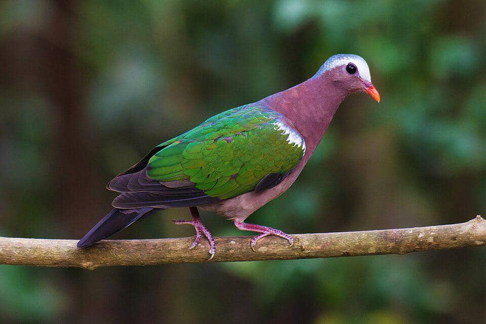Merpati Chalcophaps indica