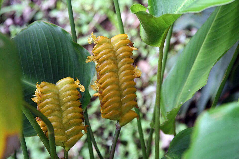 Tanaman Calathea crotalifera