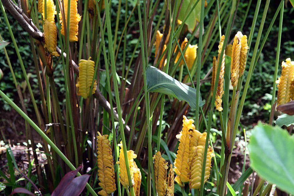 Tanaman Calathea crotalifera