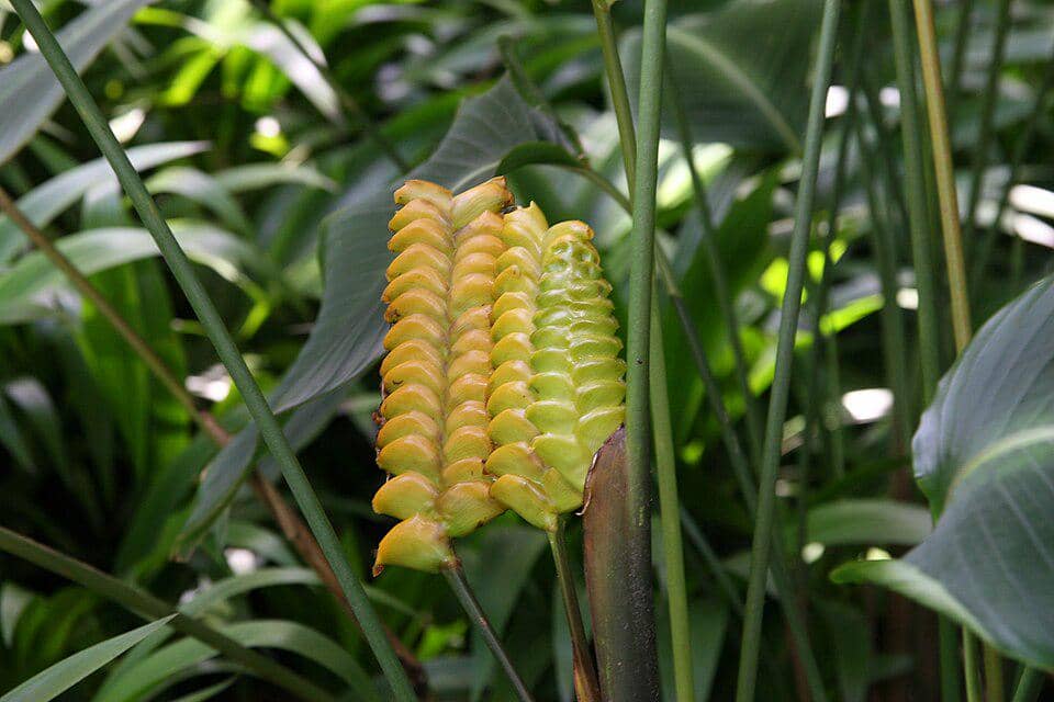 5 Fakta Rattlesnake Plant, Tanaman Hias Tropis dengan Bentuk Ikonik