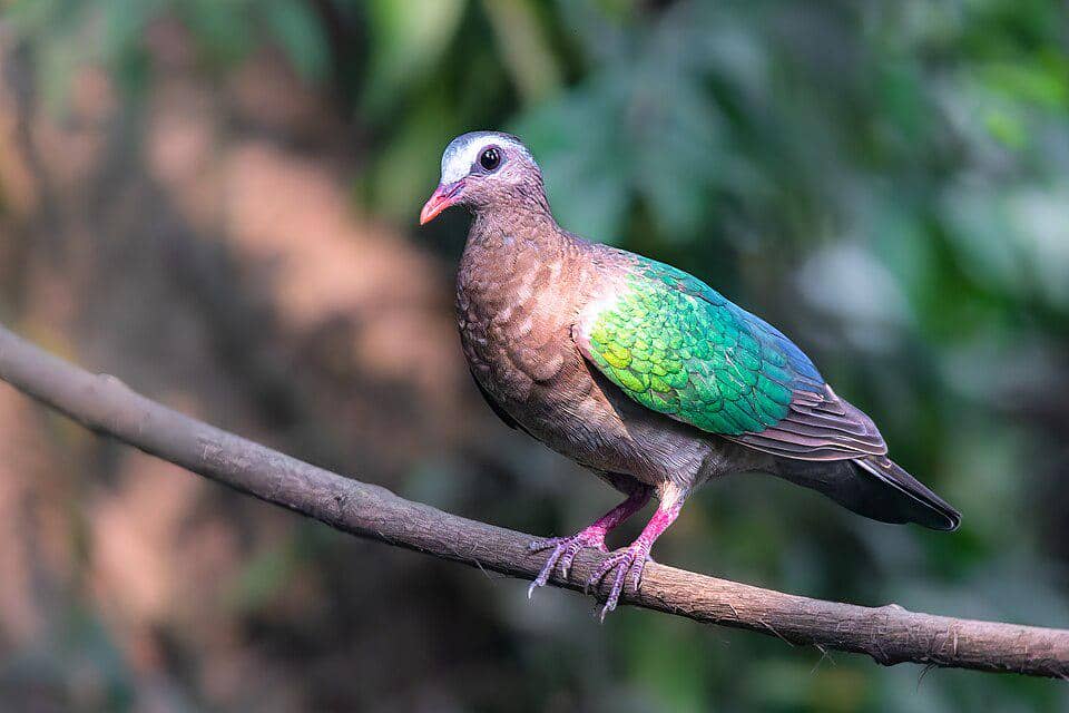 5 Fakta Asian Emerald Dove, Merpati Cantik dengan Sayap Hijau Zamrud