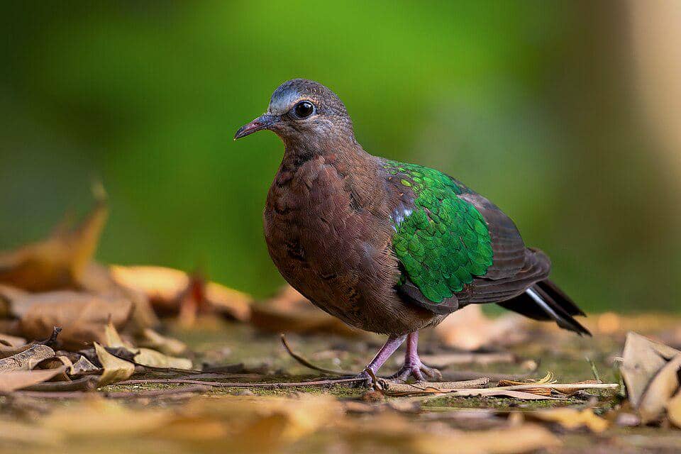 Merpati Chalcophaps indica