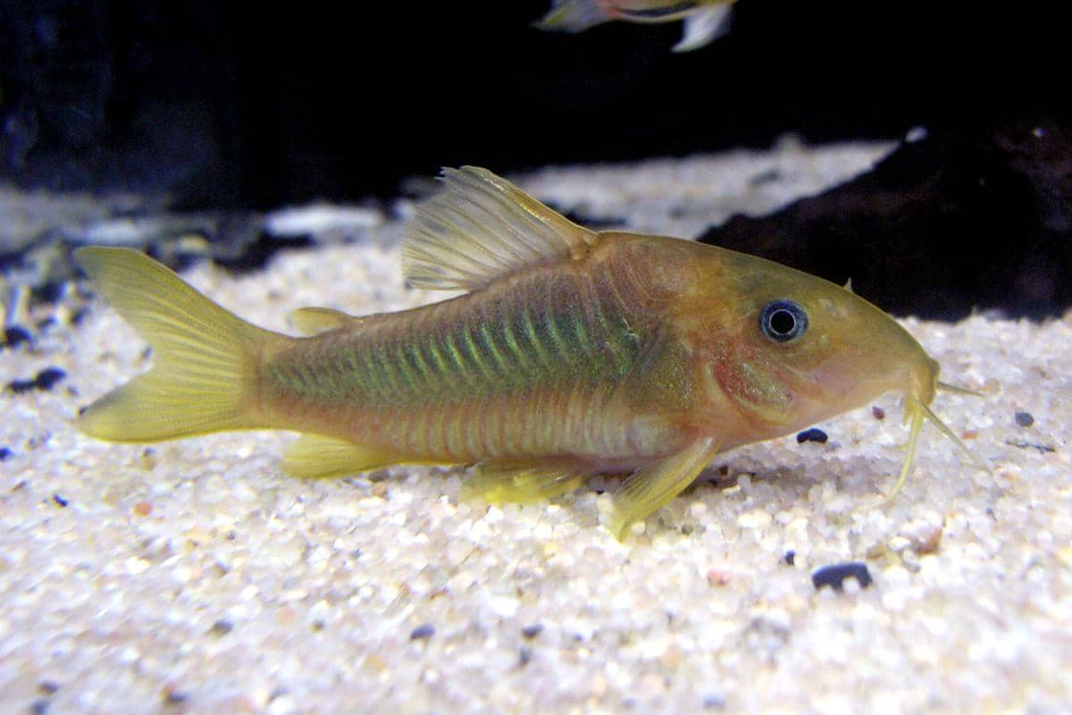 Corydoras melanotaenia, salah satu spesies ikan tikus