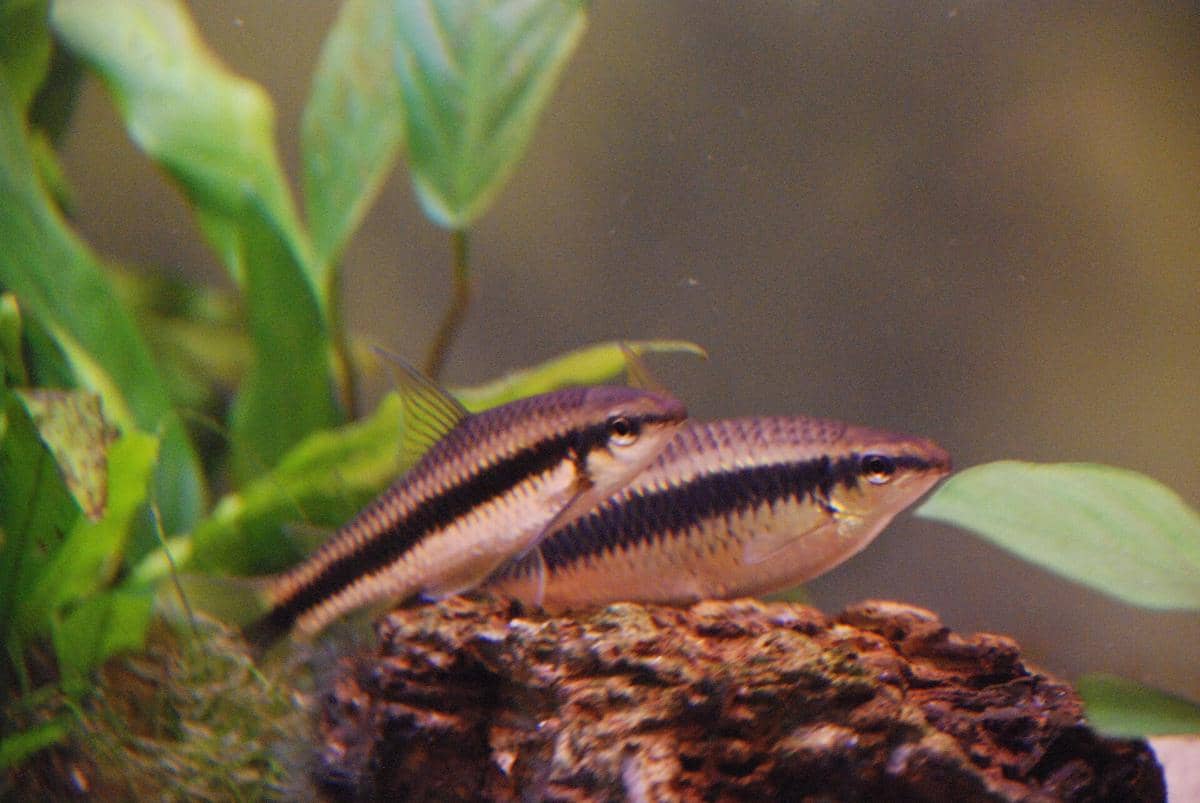 Siamese algae-eater atau ikan selimang batu