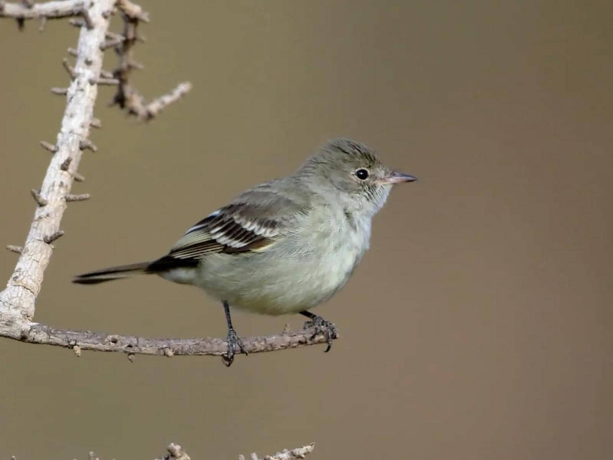 White-crested elaenia termasuk omnivora