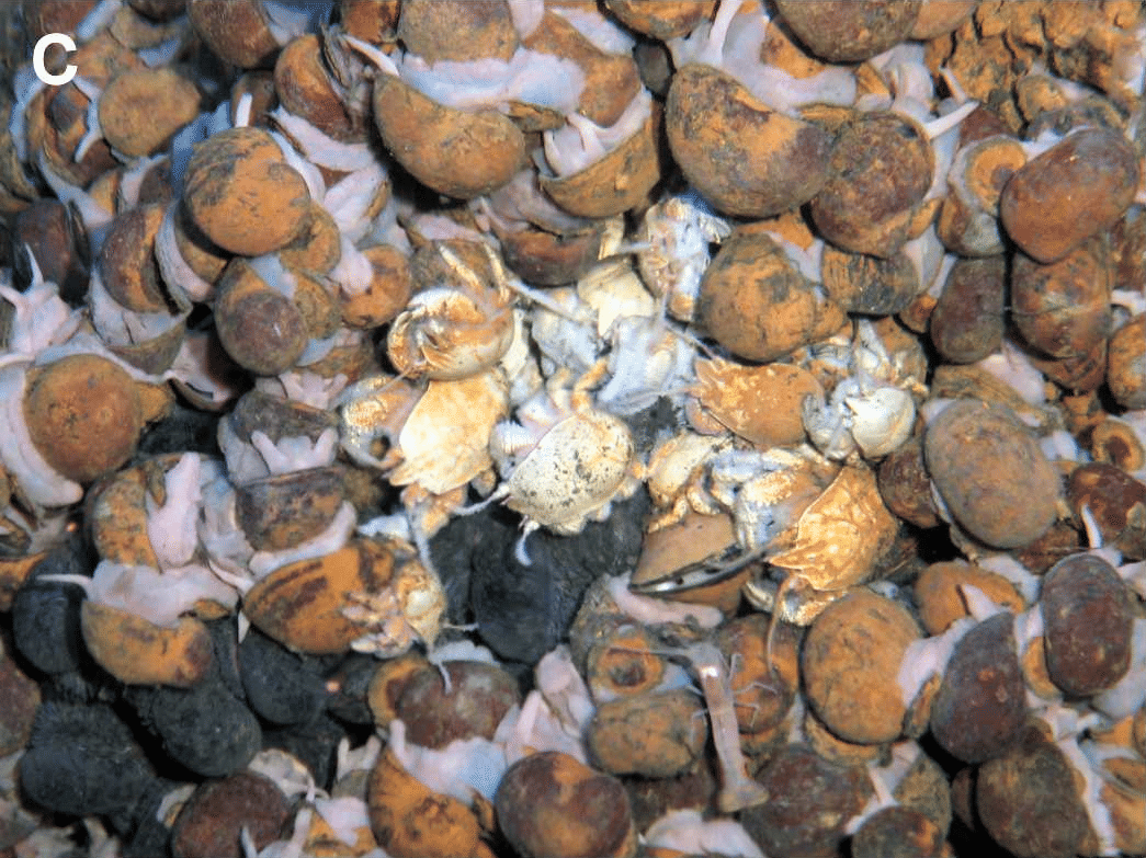 Siput besi bertahan hidup di dasar laut yang panas dan beracun