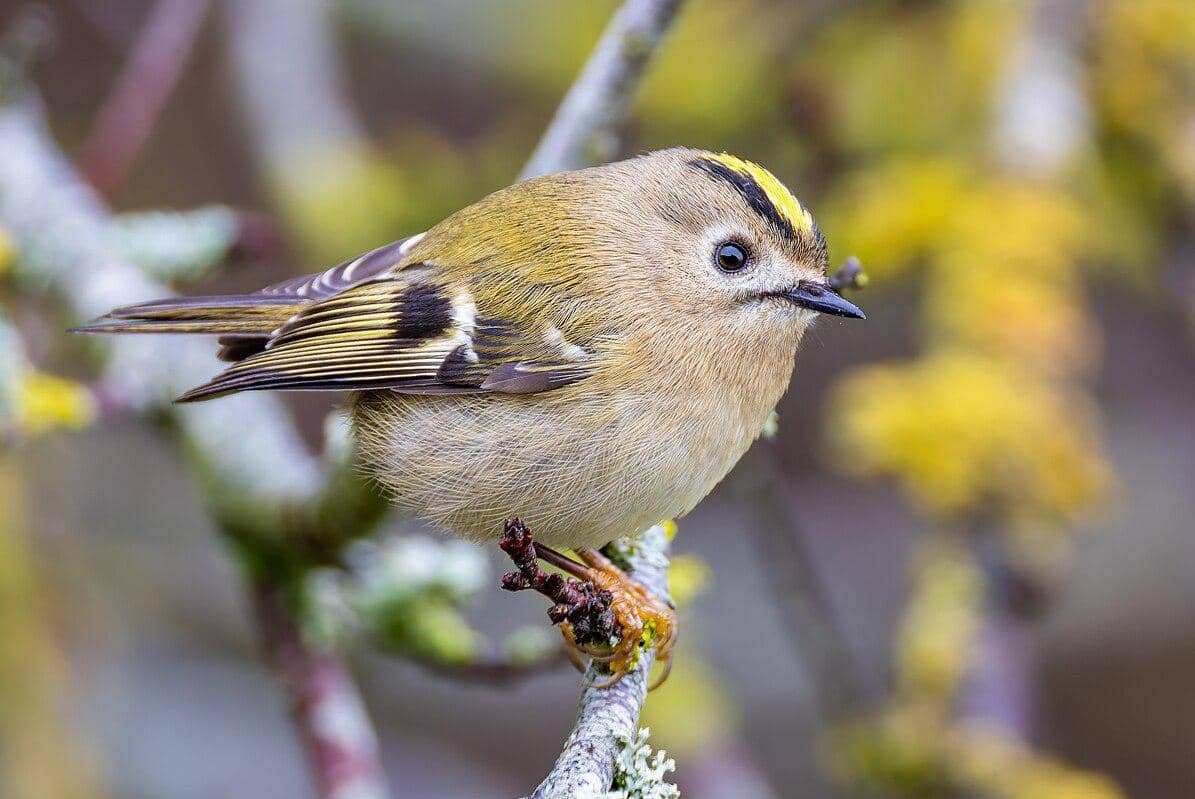 Siraja jambul-emas atau goldcrest sedang bertengger.