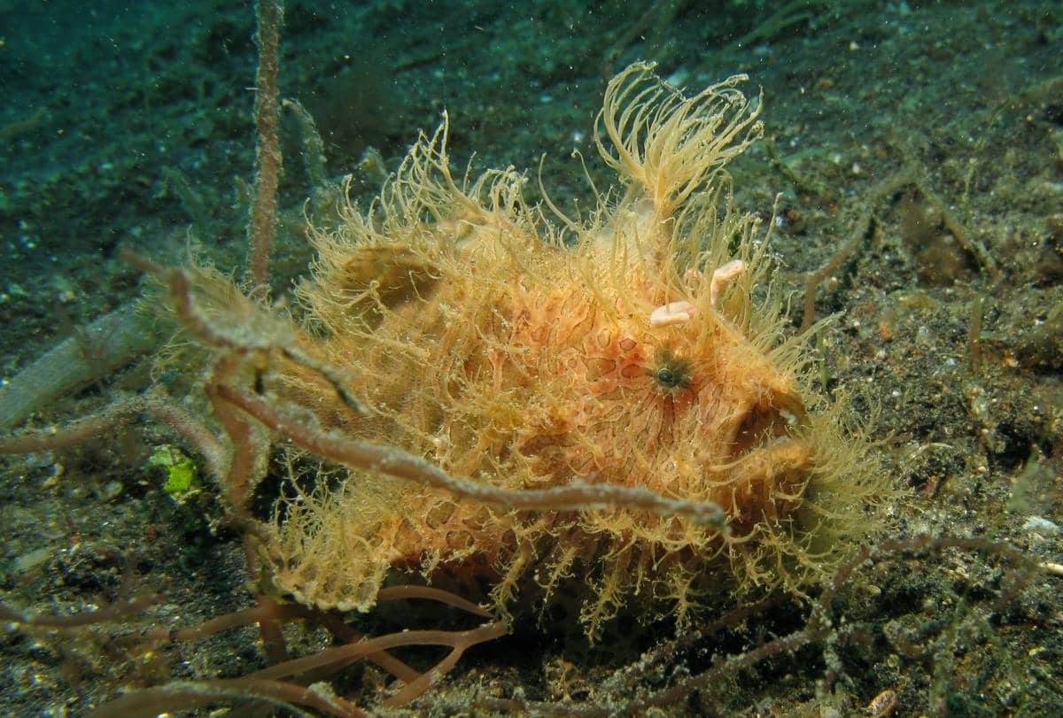 5 Fakta Hairy Frogfish, Pemancing Ulung dengan Umpan Alami