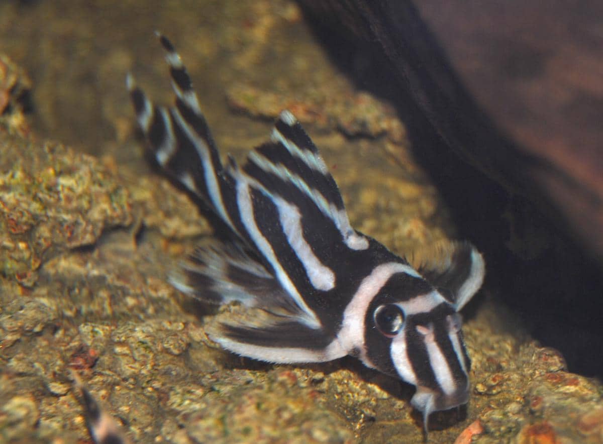 3 Fakta Zebra Pleco, Ikan Sapu-sapu Termahal di Dunia