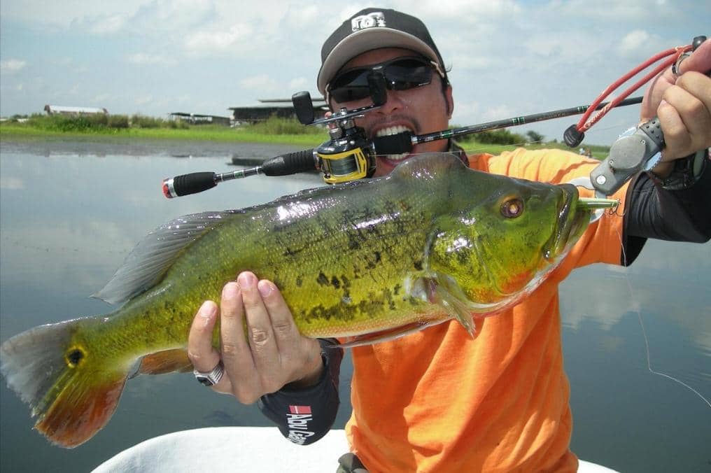 ilustrasi ikan peacock bass 