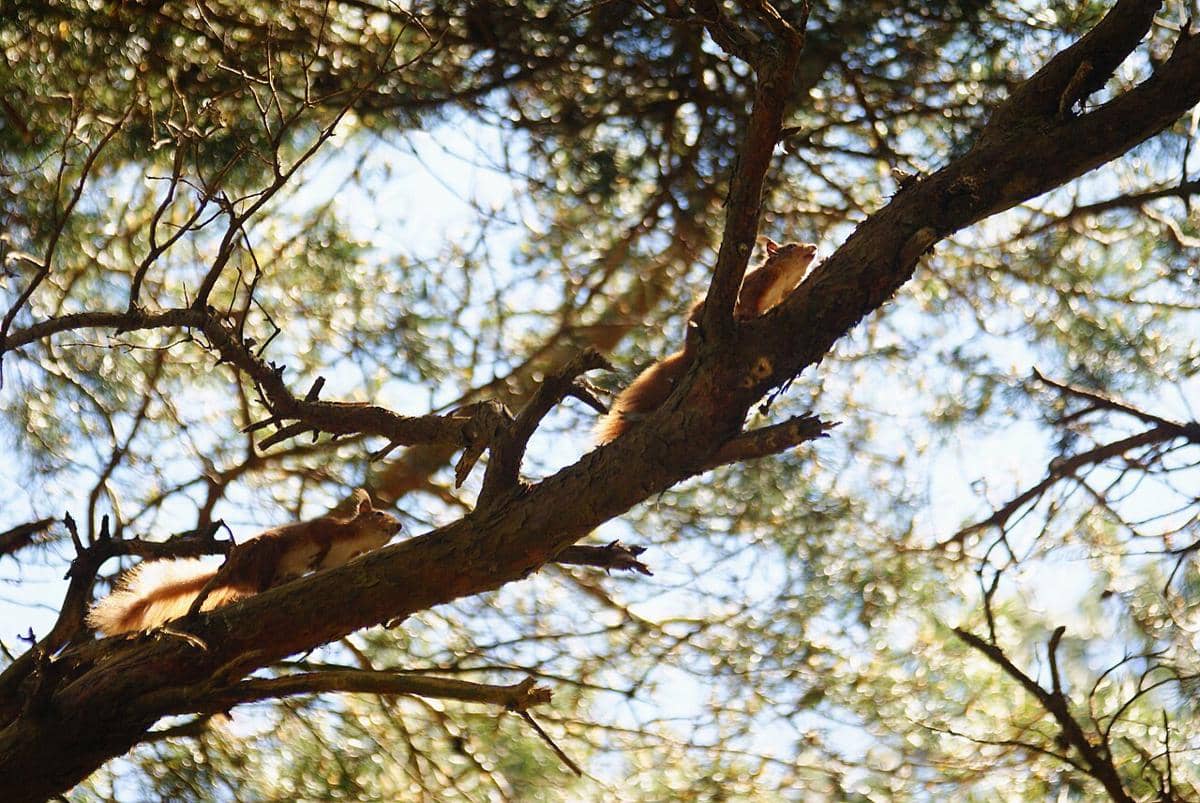 ilustrasi tupai saling mengejar