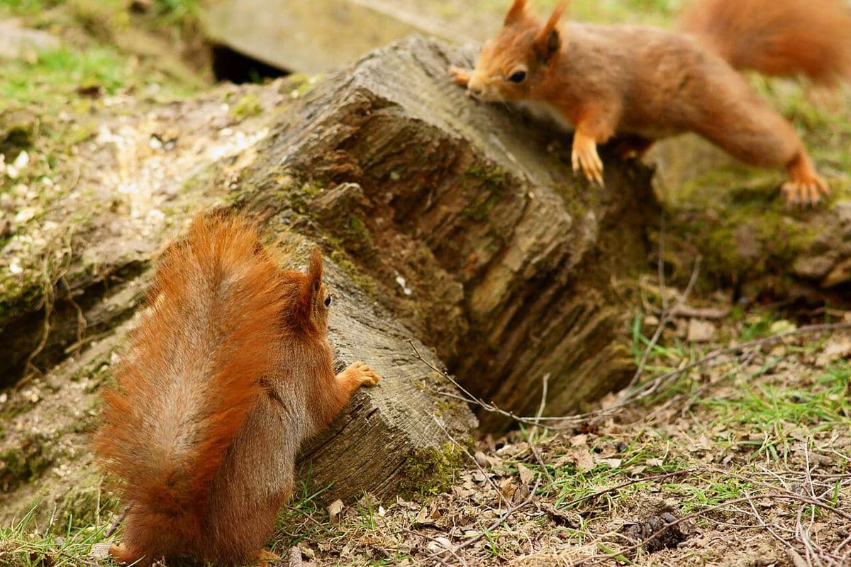 ilustrasi tupai saling mengejar