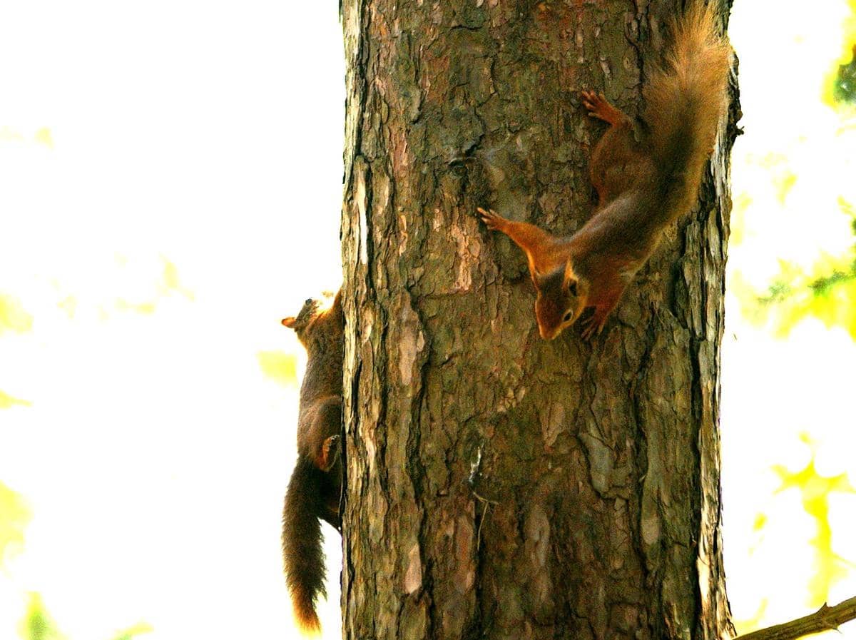 ilustrasi tupai saling mengejar