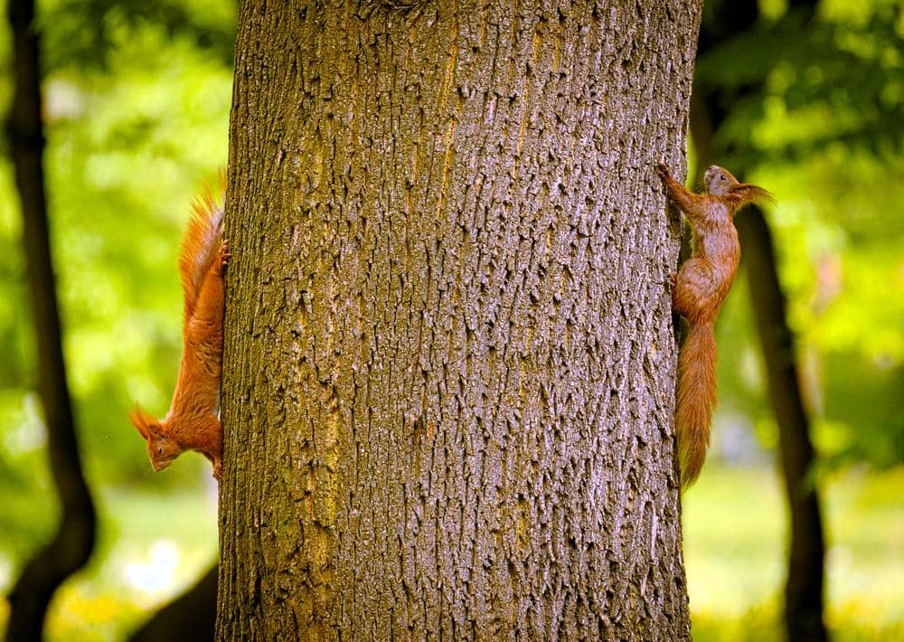 Kenapa Tupai Suka Saling Mengejar? Ternyata Bukan Sekadar Bermain