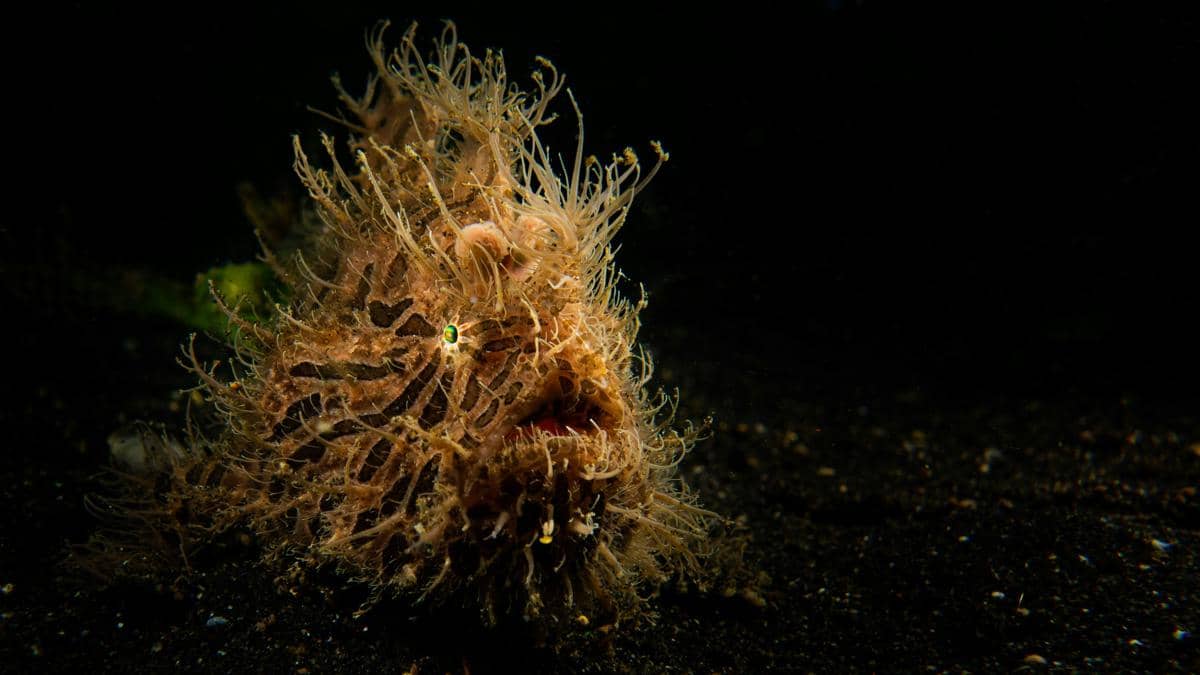 Hairy frogfish dengan tonjolan kulit yang menyerupai rambut