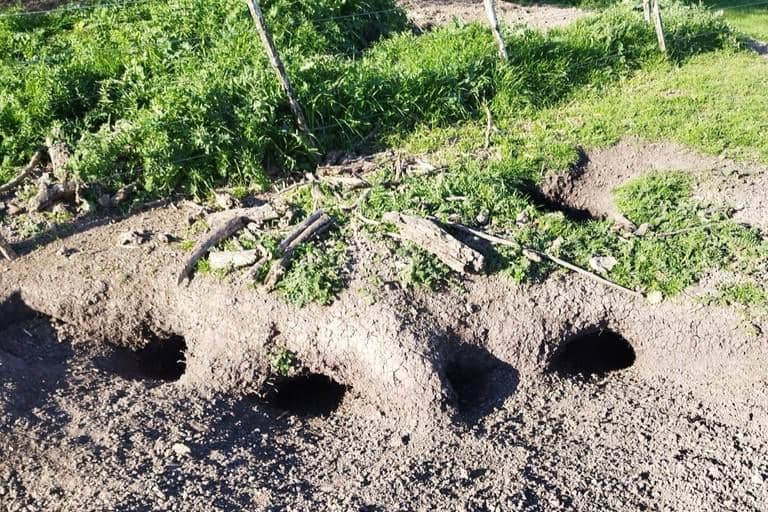 Plains viscacha (Lagostomus maximus) 