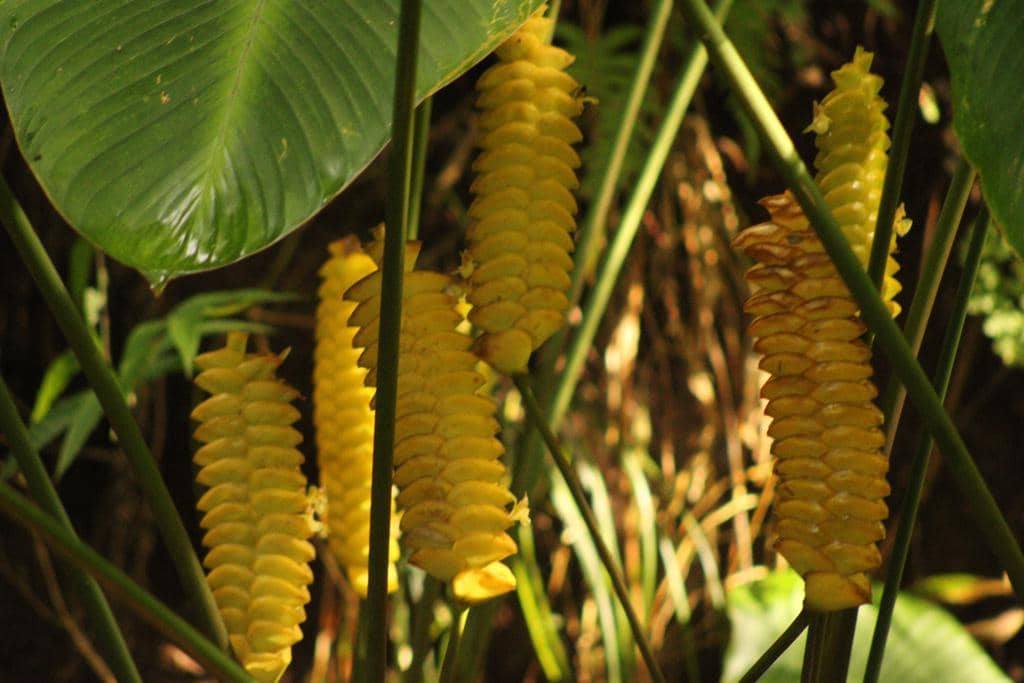 Tanaman Calathea crotalifera