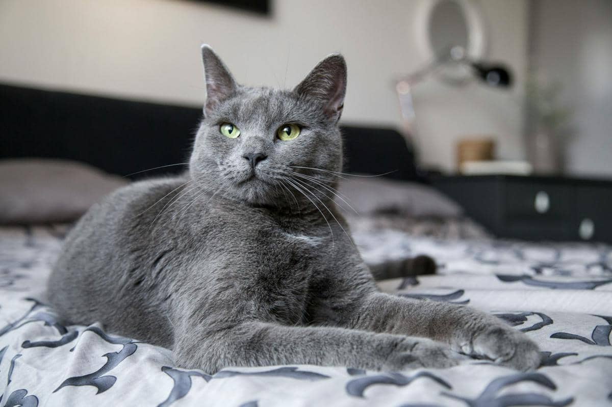 potret kucing ras russian blue yang dikenal sebagai kucing malta karena warna bulu abu-abu kebiruannya yang khas 