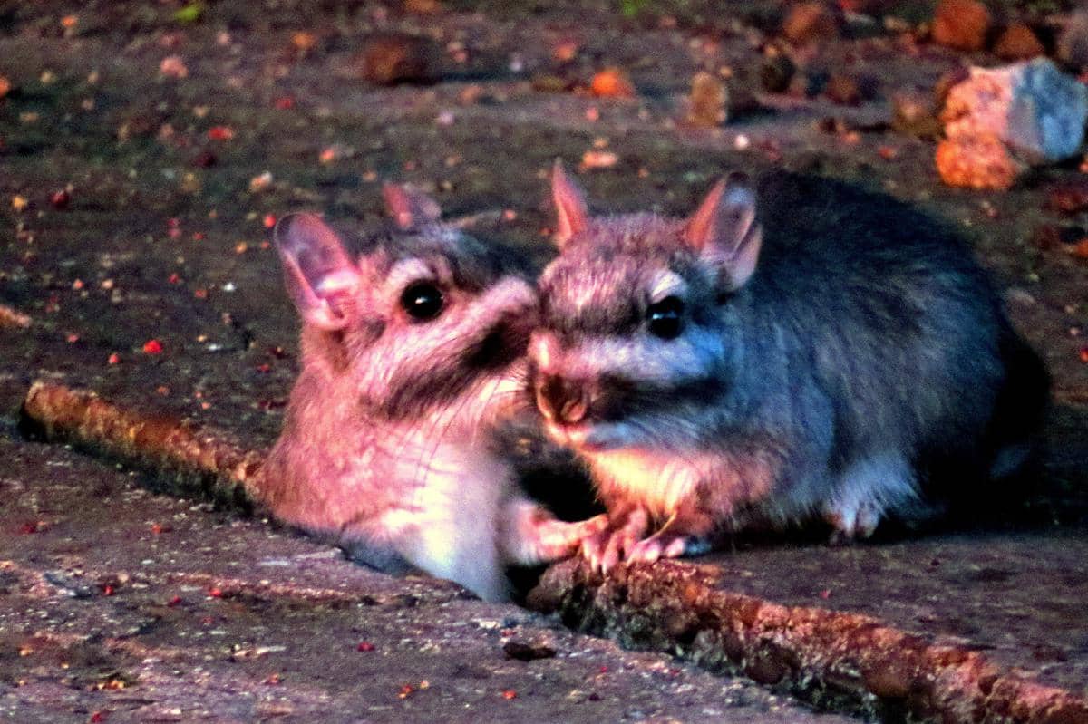 Plains viscacha (Lagostomus maximus) 