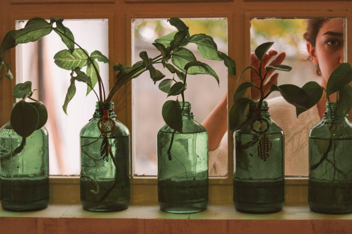 ilustrasi tanaman dalam botol