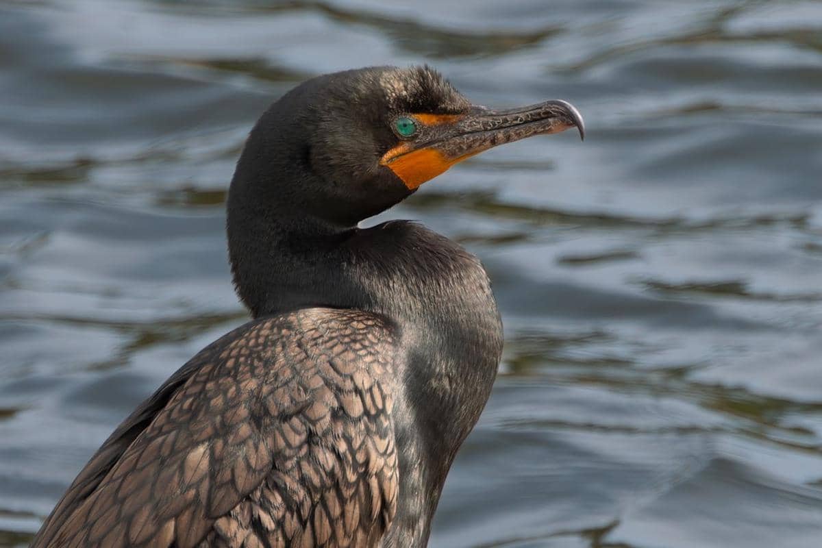 ilustrasi burung kormoran 