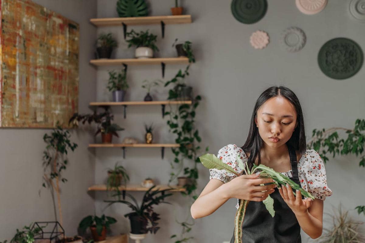 ilustrasi tanaman menjuntai