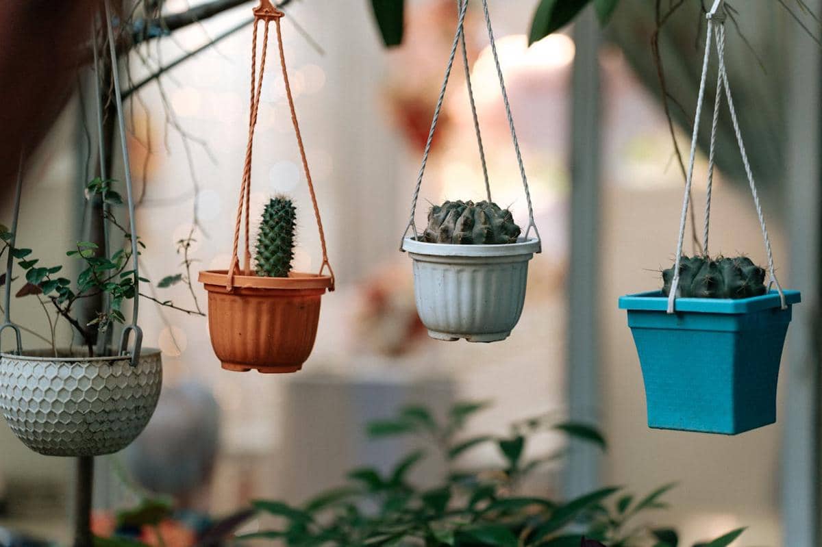 ilustrasi tanaman gantung