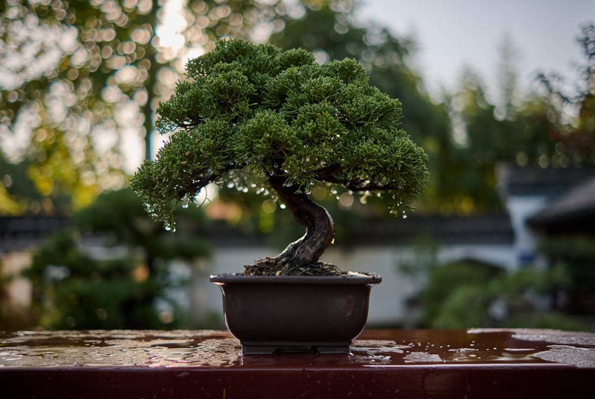 ilustrasi bonsai