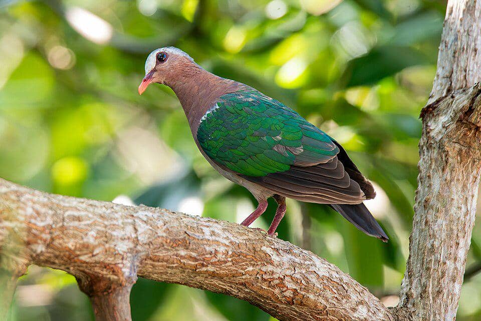 Merpati Chalcophaps indica