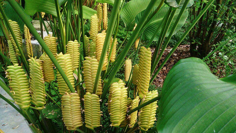 Tanaman Calathea crotalifera