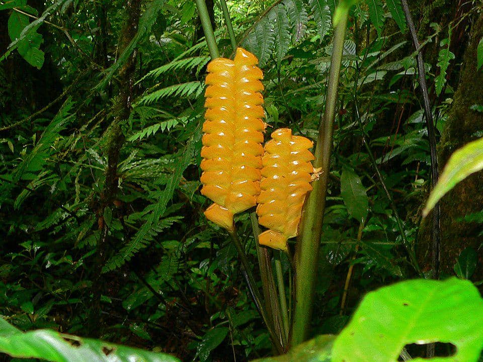 Tanaman Calathea crotalifera