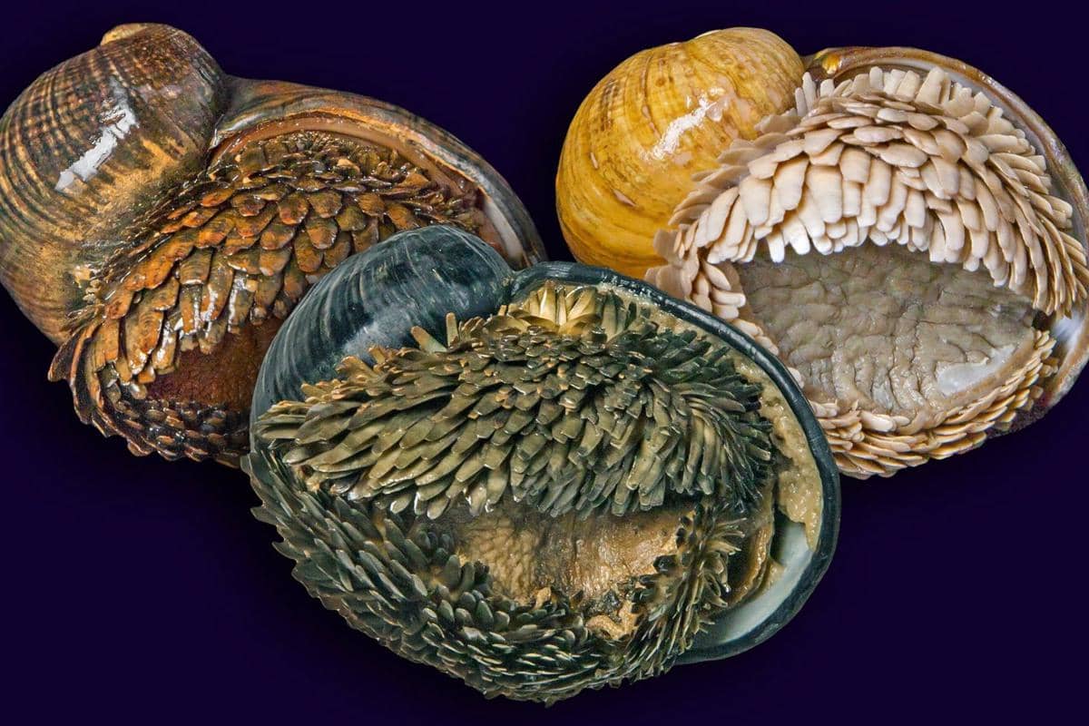 Siput besi punya sisik yang berbeda-beda warnanya 