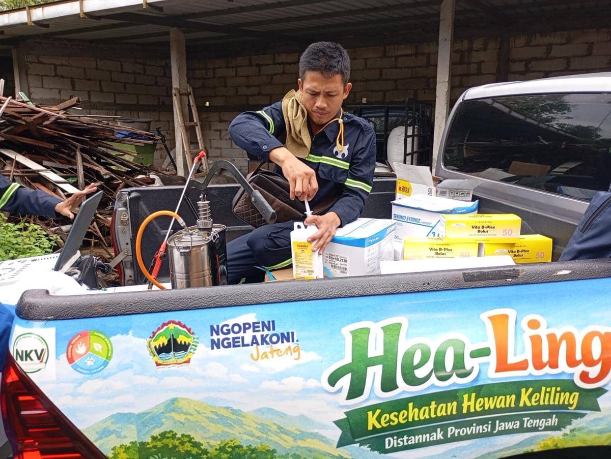 Pastikan Hewan Ternak Sehat Pemprov Jateng Geber Healing, USG Hingga ke Kandang