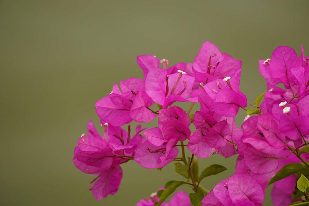 tanaman hias minim perawatan