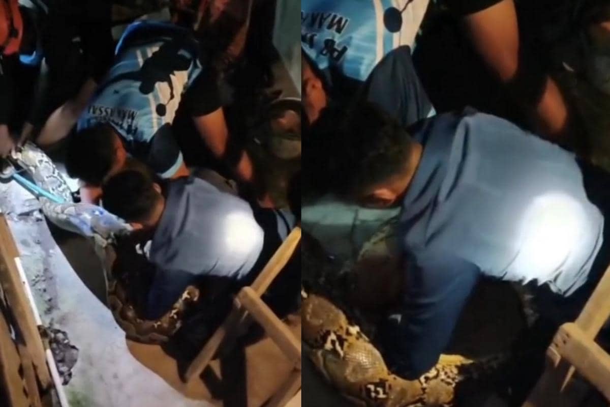 Heboh! Ular Sanca 6 Meter Sembunyi di Kolong Rumah Warga Makassar