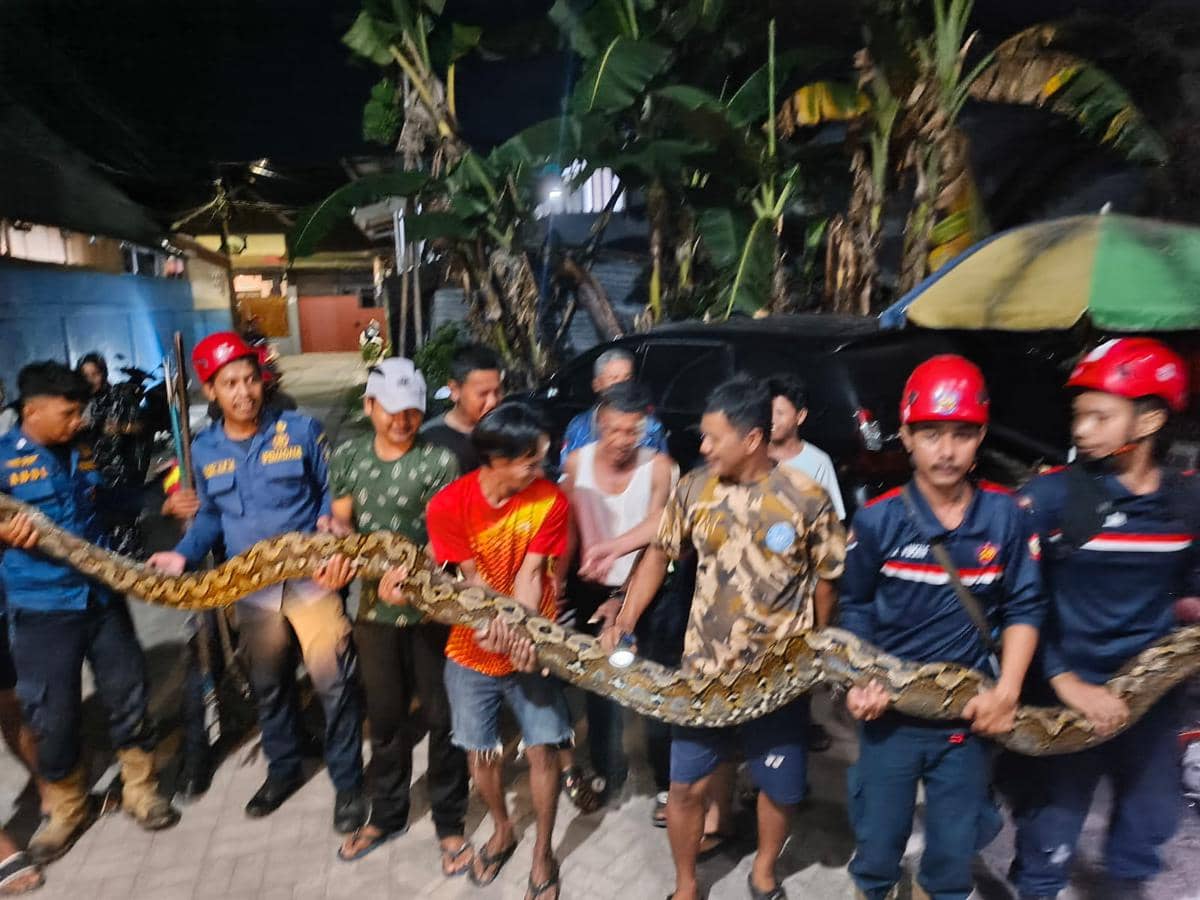 Petugas Pemadam Kebakaran Makassar mengevakuasi seekor ular sanca yang bersembunyi di kolong rumah warga. (Dok. Dinas Damkarmat Makassar)