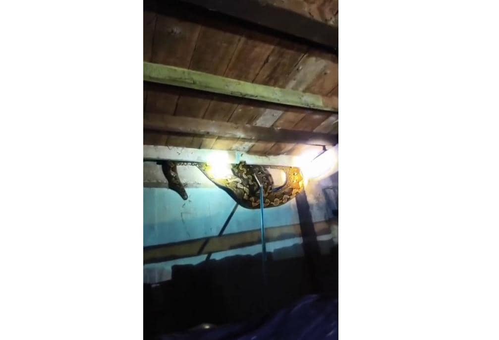 Petugas Pemadam Kebakaran Makassar mengevakuasi seekor ular sanca yang bersembunyi di kolong rumah warga. (Dok. Dinas Damkarmat Makassar)