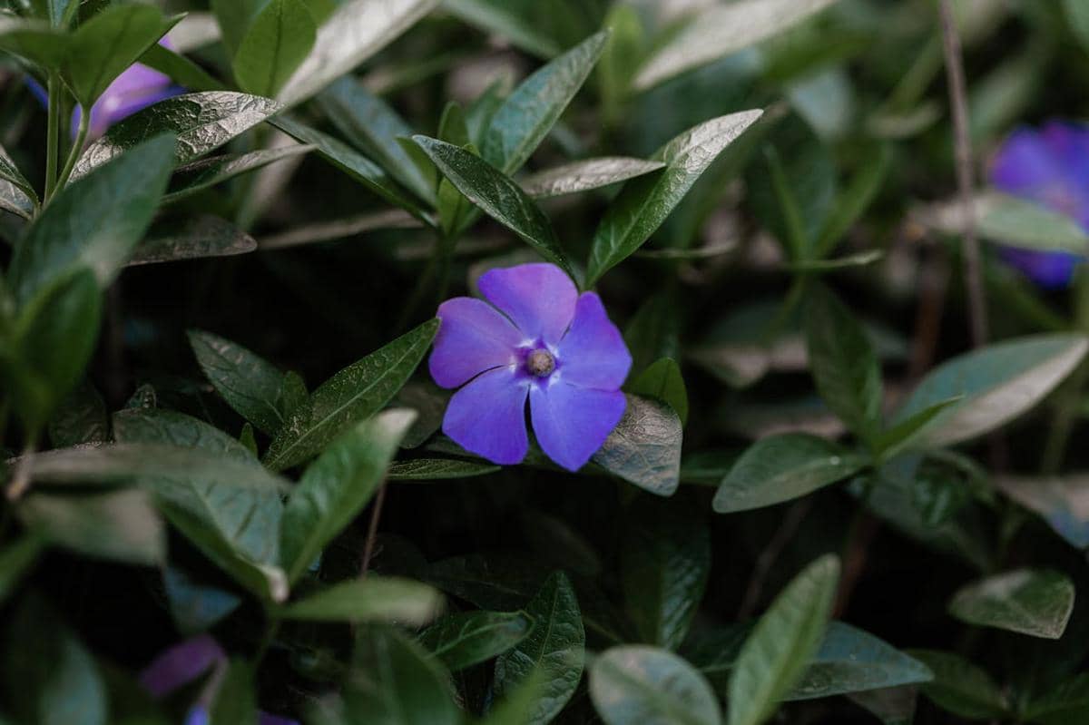 tanaman minim perawatan