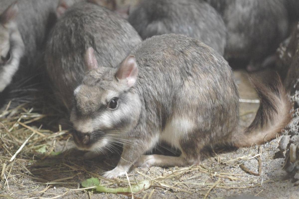 Plains viscacha (Lagostomus maximus) 