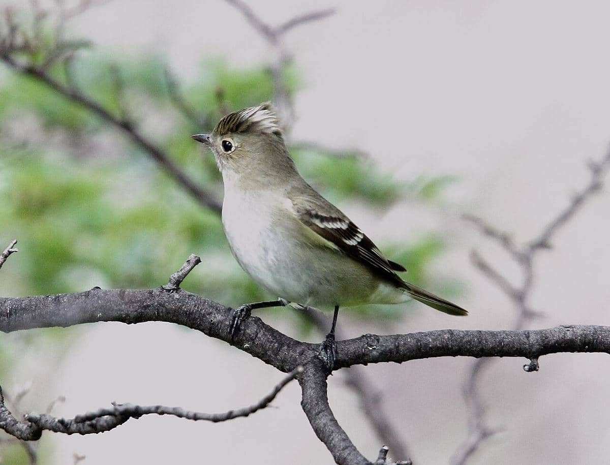 White-crested elaenia sedang bertengger di ranting pohon