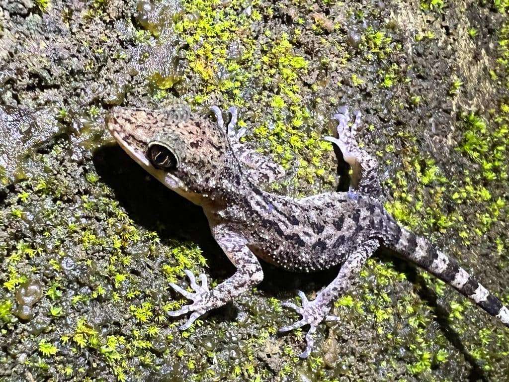 Cecak jari-lengkung jawa