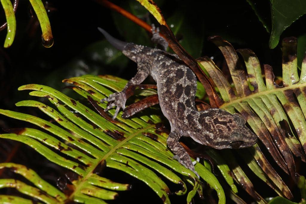 Cecak jari-lengkung jawa