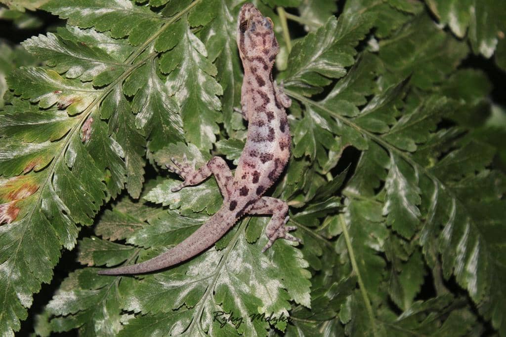 5 Fakta Cecak Jari Lengkung Jawa, Reptil Endemik dengan Corak Marmer