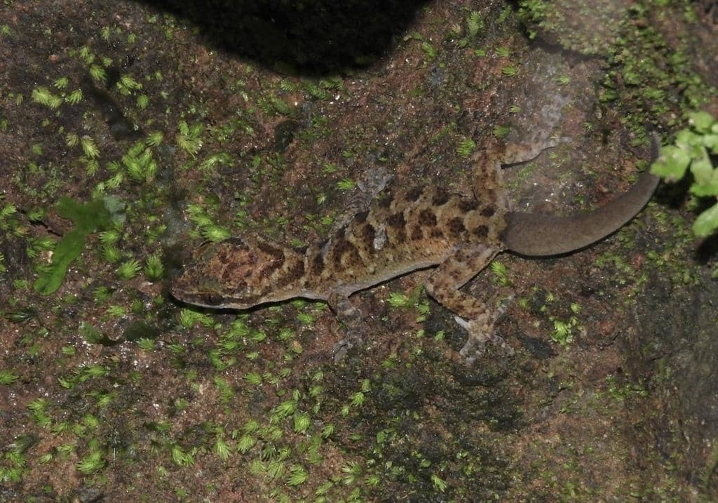 Cecak jari-lengkung jawa