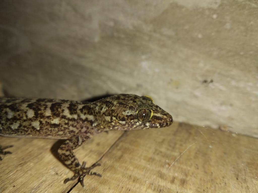 Cecak jari-lengkung jawa